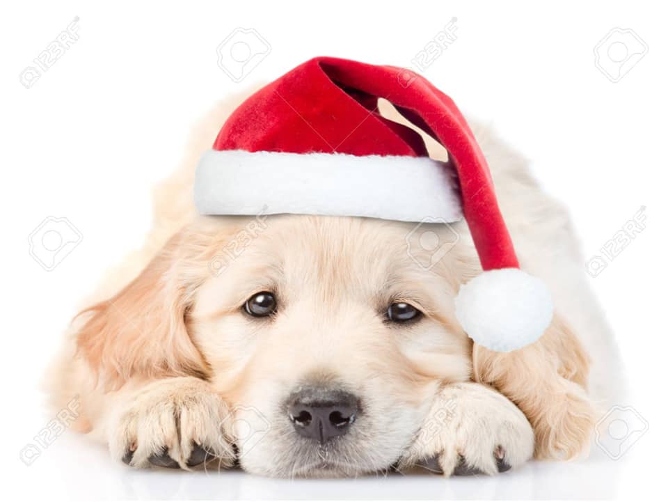 dog_santa