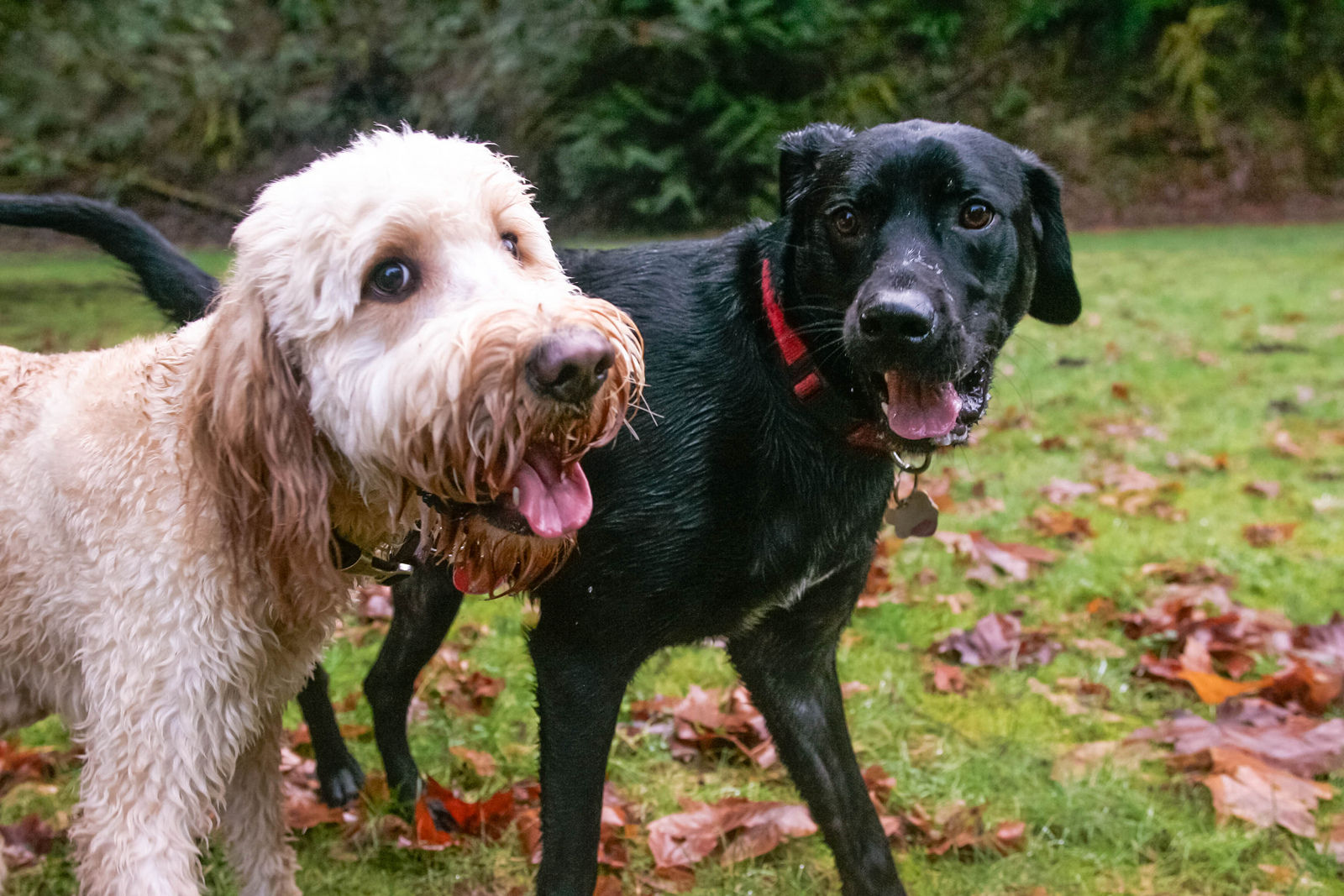 shelter-dog-socialization