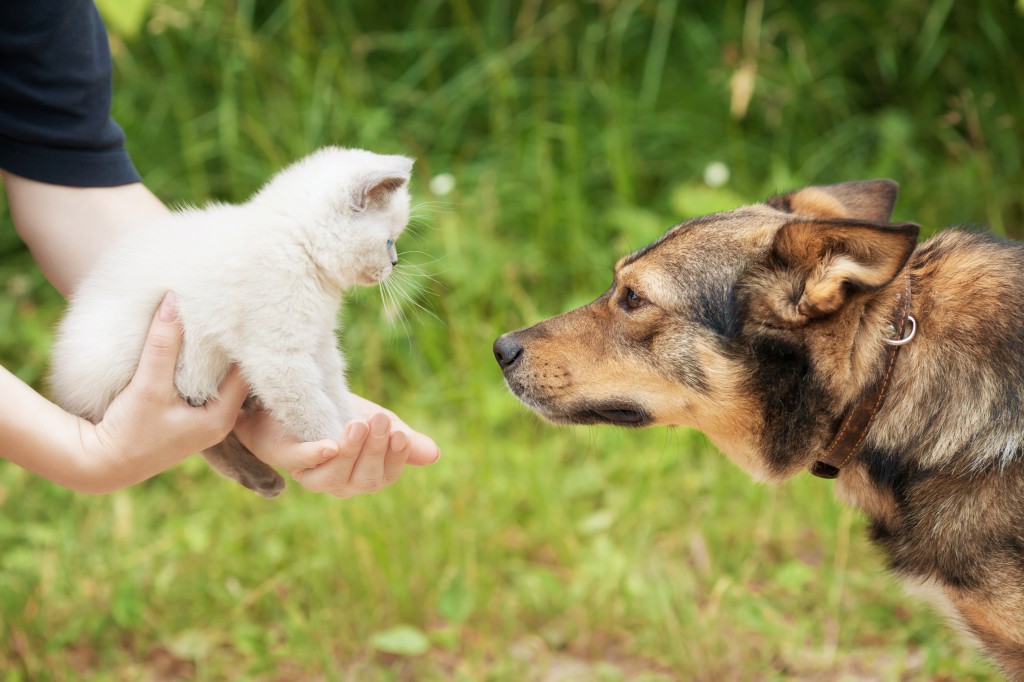 NEW_CAT_TO_DOG_Featured-1024x682