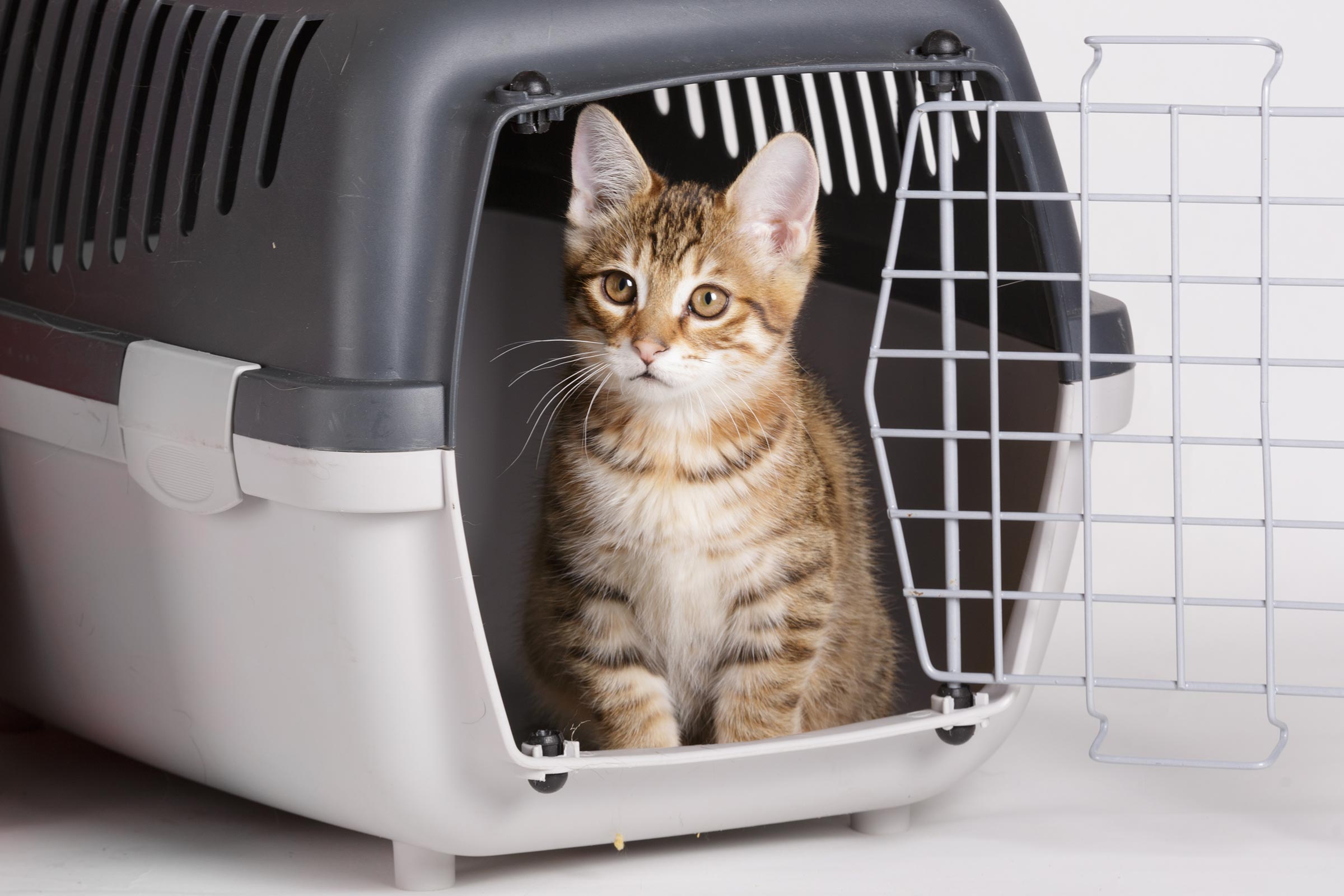 cat-crate-training2