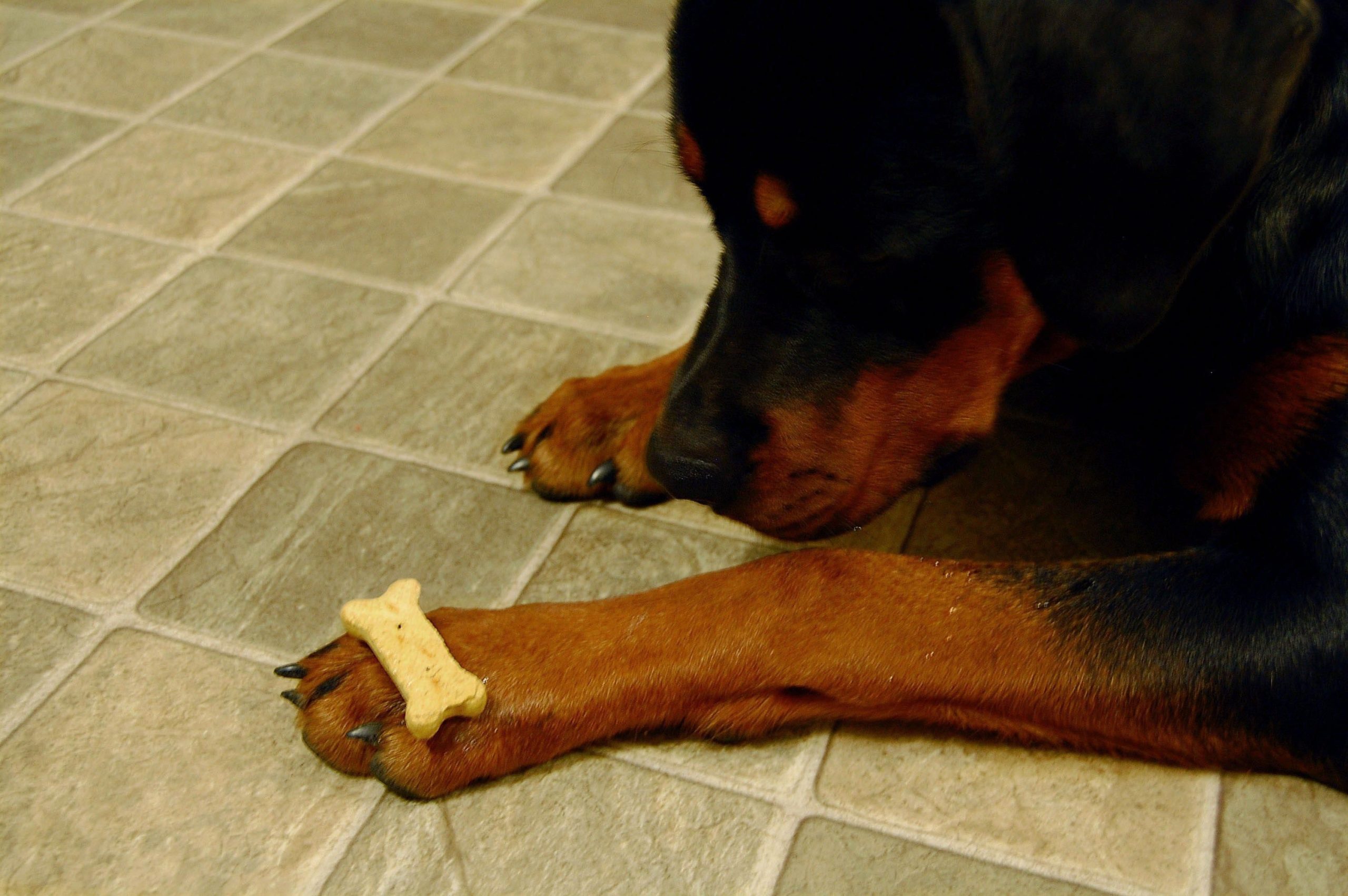 dog-leave-it
