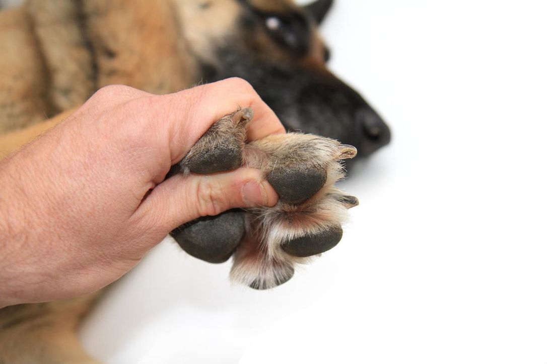dog-sensitive-touch
