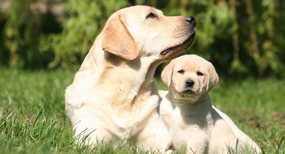 introducing-puppy-to-older-dog-header