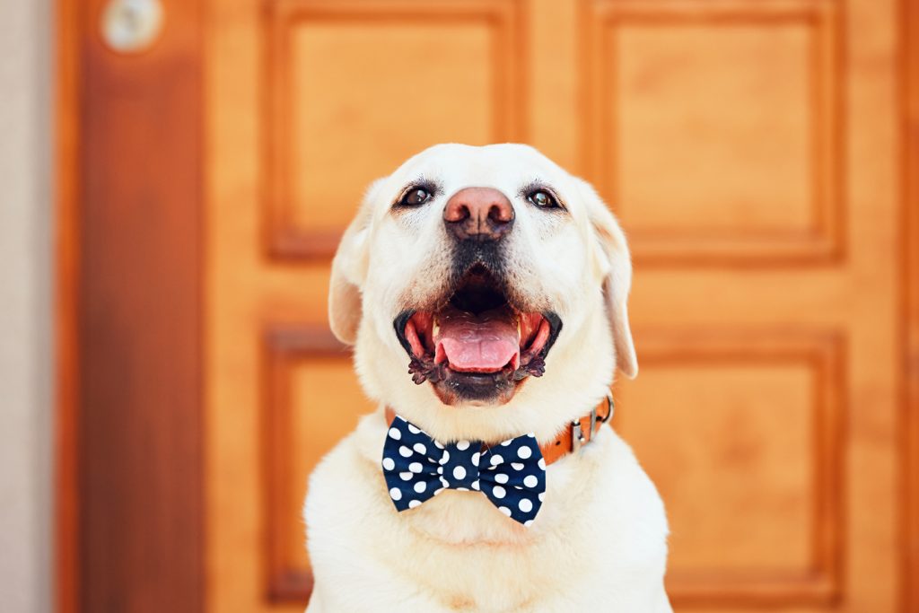 newdoghome