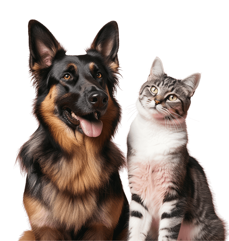 dog_cat_home dog_cat_home